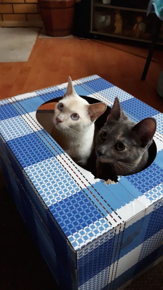 504351050_10238226734429993_780704907949351645_n (1).jpg