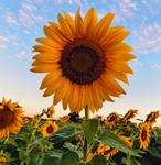 Profile (Sunflower1)