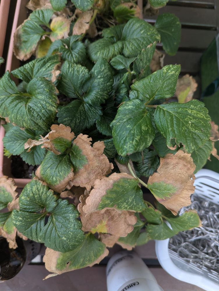 strawberry plant 1.jpeg