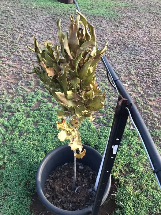 (RIP) 28th December 2025