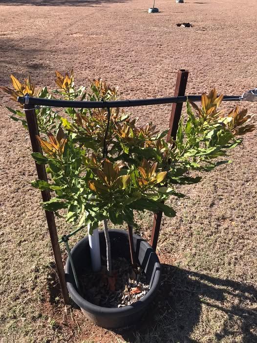 Beautiful new growth 24th September 2025