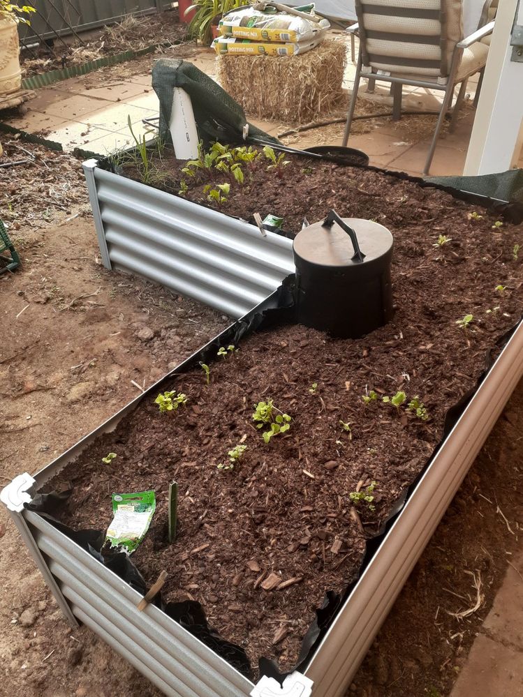 Raised wicking bed
