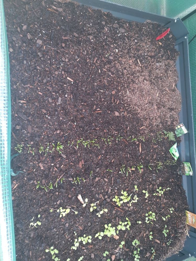 Raised garden bed, seedlings