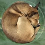 Profile (GreyWolfMelb)