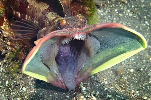 meet-the-sarcastic-fringehead-a-species-of-fish-thats-able-v0-t49j4k8ho7xb1.jpg