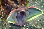 meet-the-sarcastic-fringehead-a-species-of-fish-thats-able-v0-t49j4k8ho7xb1.jpg