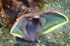 meet-the-sarcastic-fringehead-a-species-of-fish-thats-able-v0-t49j4k8ho7xb1.jpg