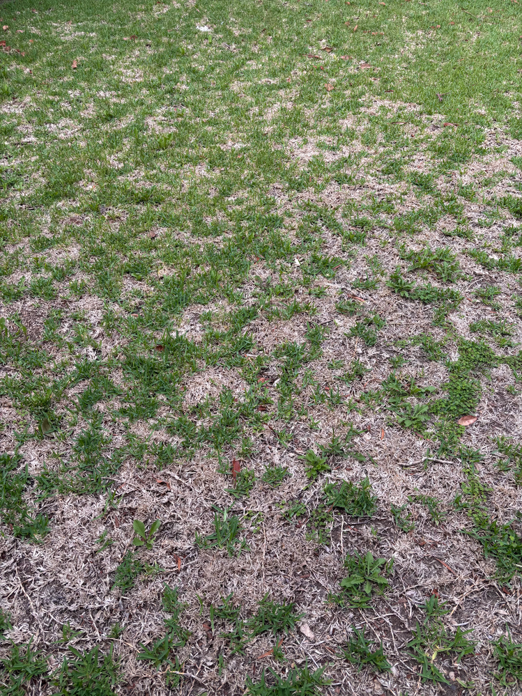 this is what the grass looks like