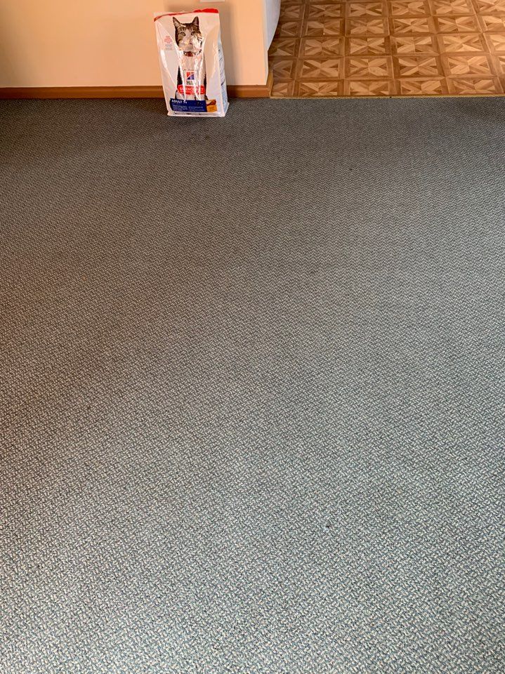 Solved DIY change carpet to vinyl floor Bunnings community