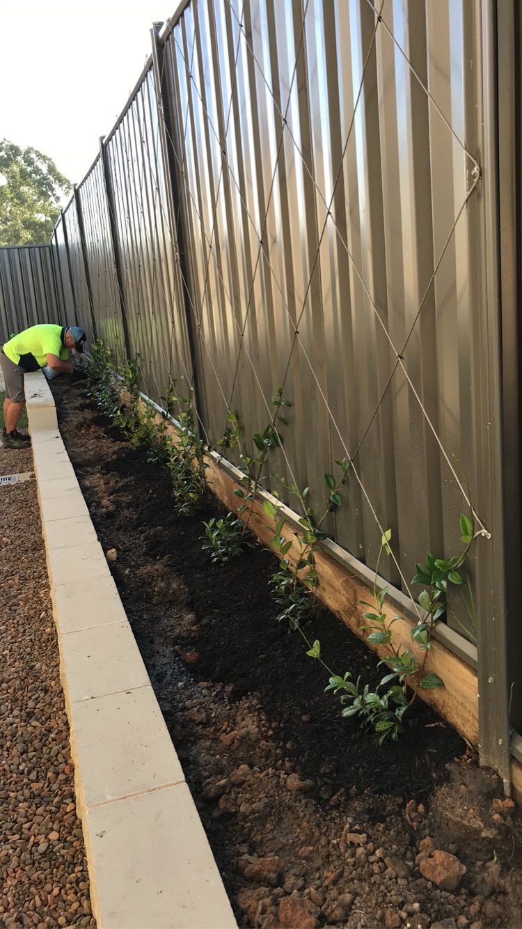 Training climbers to screen a fence Bunnings community