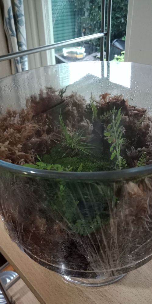 Mini-moss and fern garden in dessert bowl