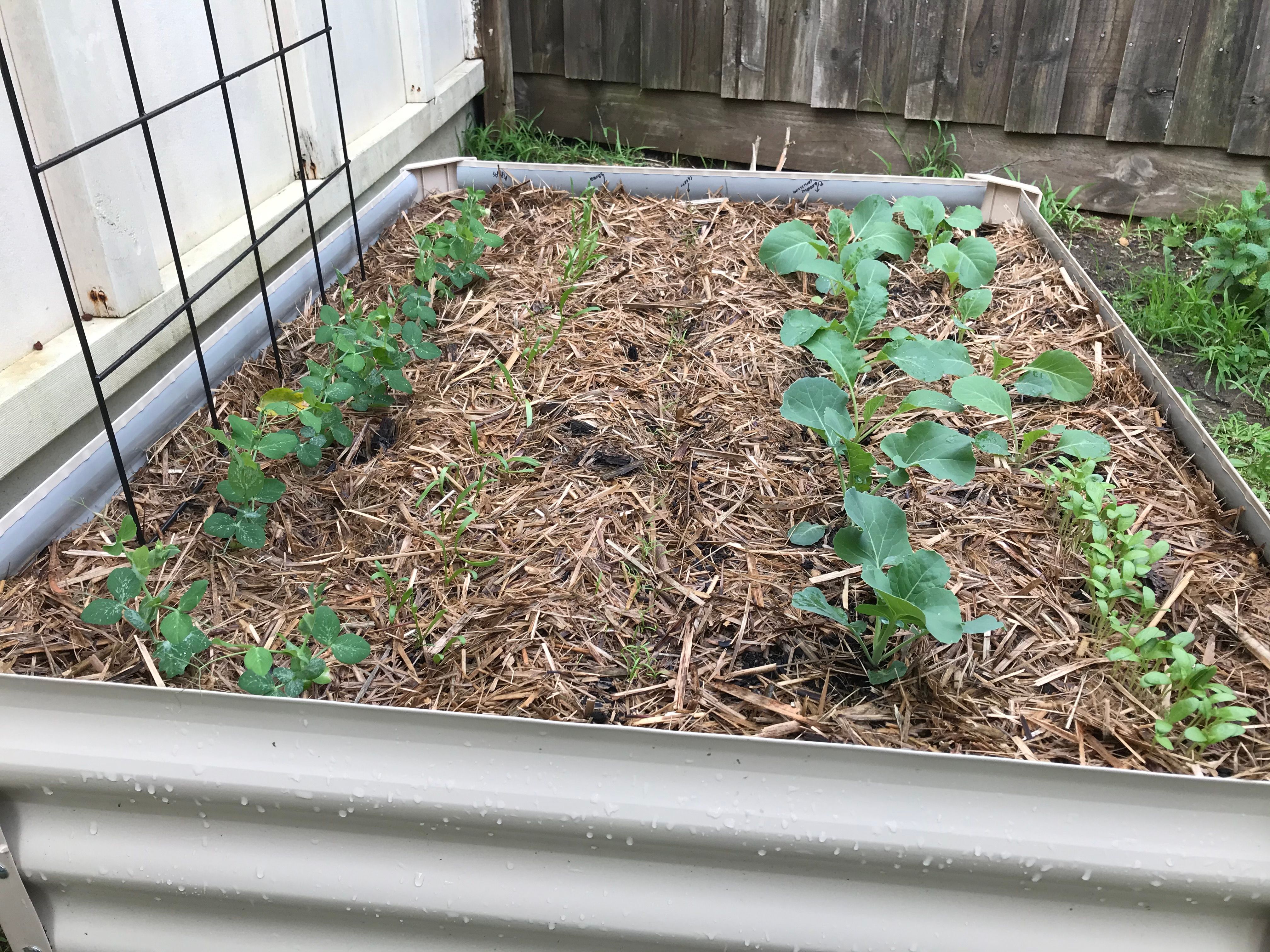 Raised garden beds Bunnings community