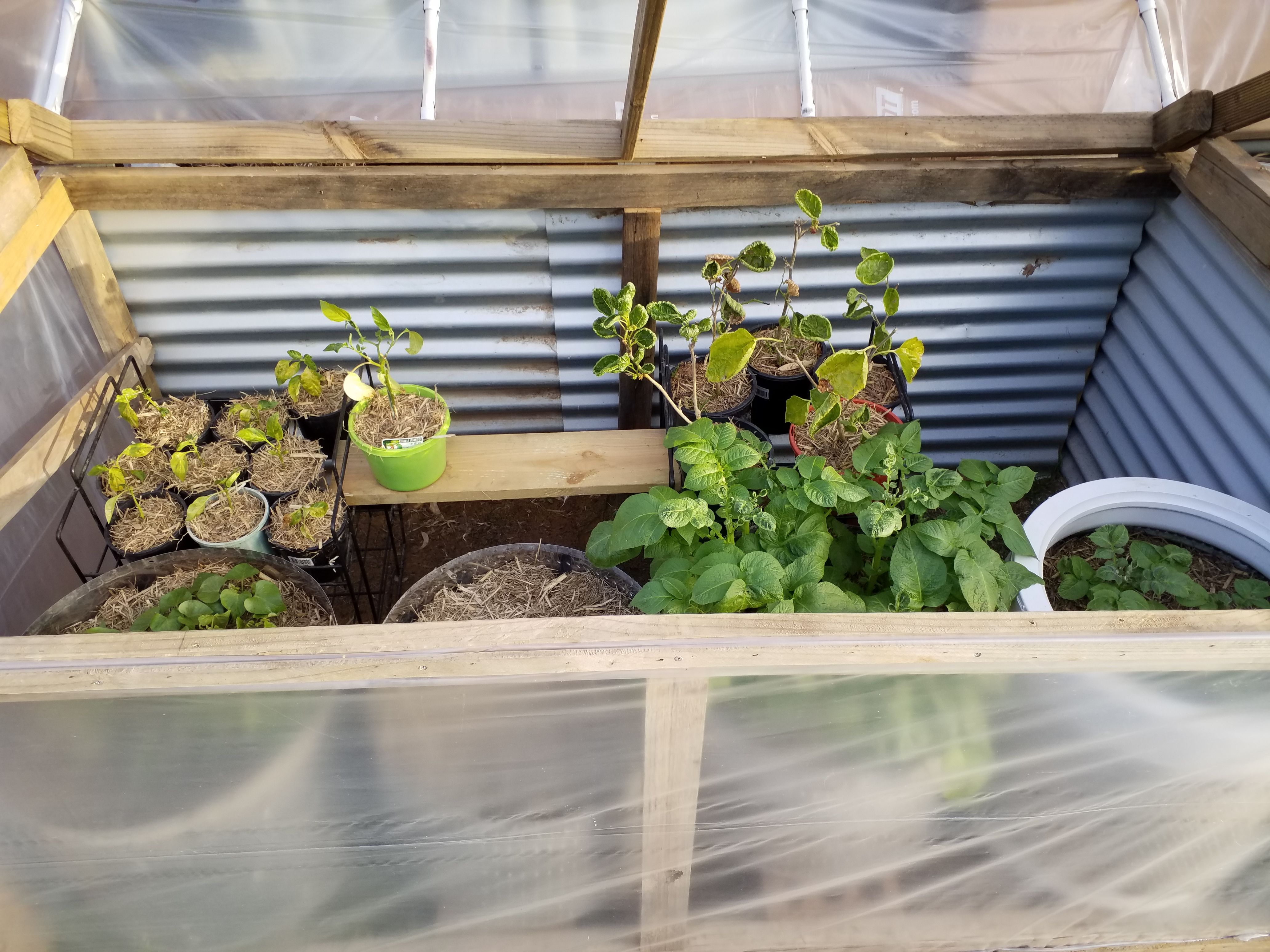 My new hot box, hot house, greenhouse, c... Bunnings community