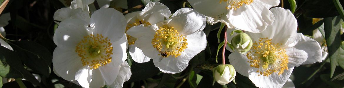 How to plant a tree.jpg