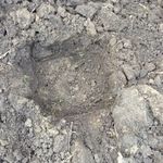 1. Choose a planting site.jpg