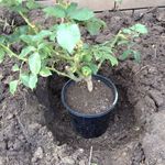 2. Add some fertiliser.jpg