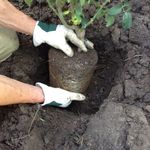 3.1 Carefully remove the plant.jpg