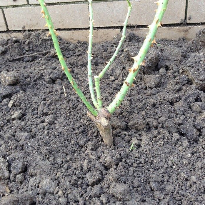 5.1 Planting complete.jpg