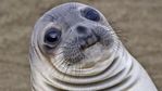 Awkward Seal