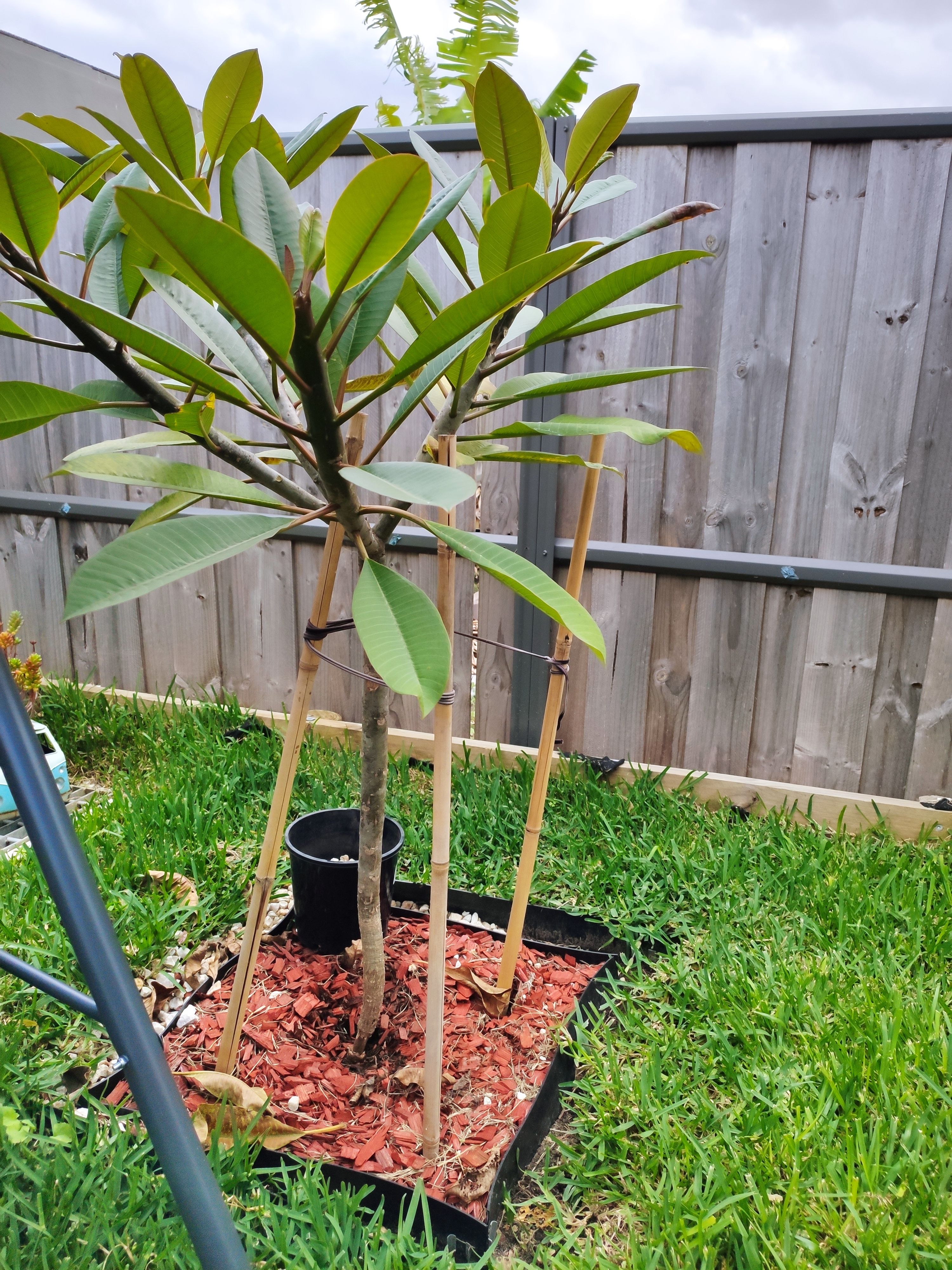 Frangipani losing bark Bunnings community