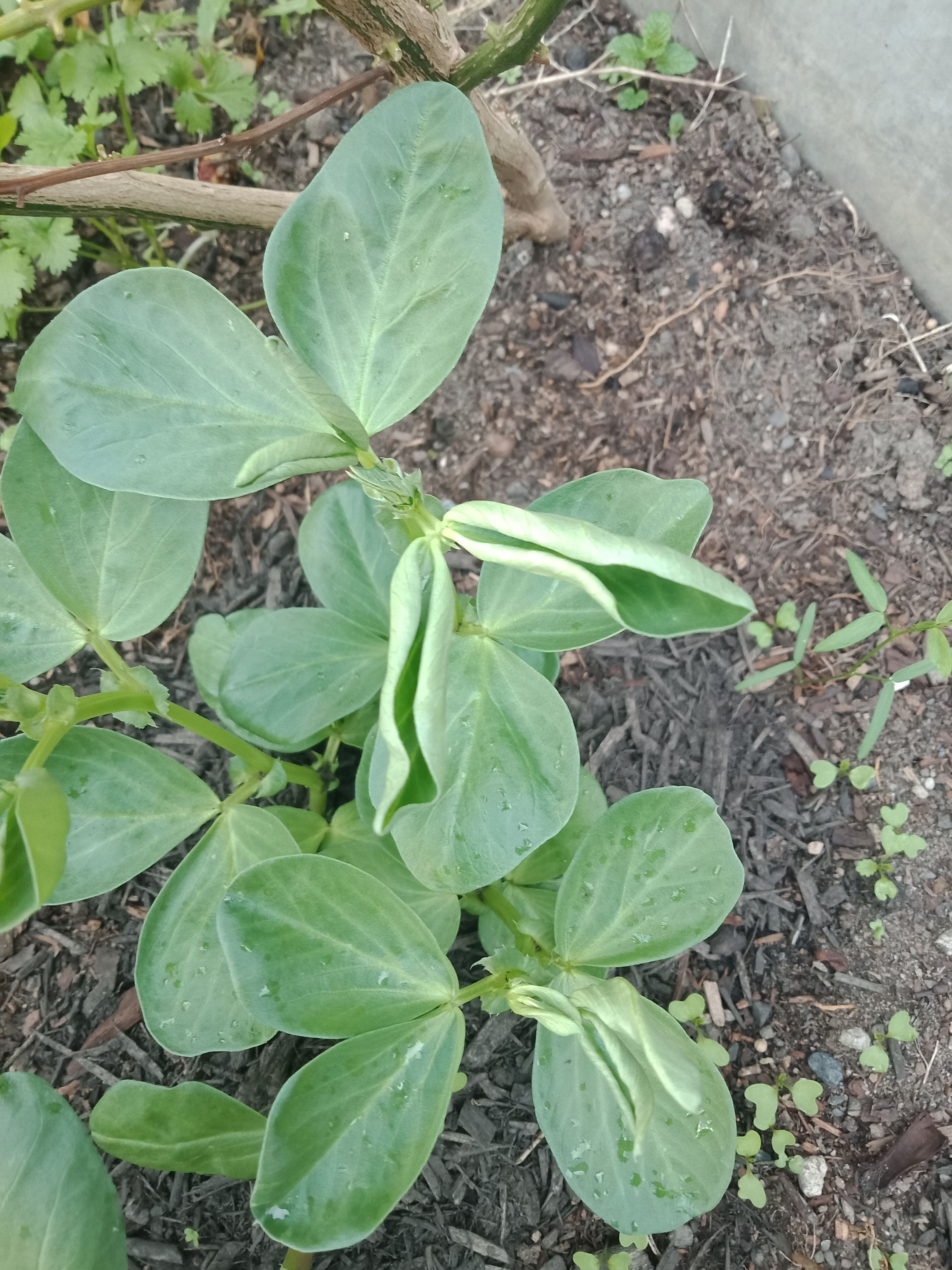 Growing broad beans Bunnings community