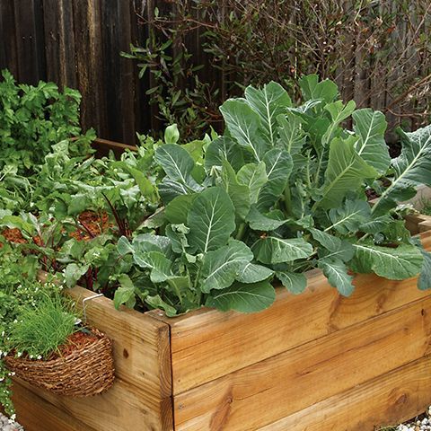 1. Grow in pots or raised beds.jpg