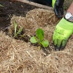 3. Plant seedlings.jpg