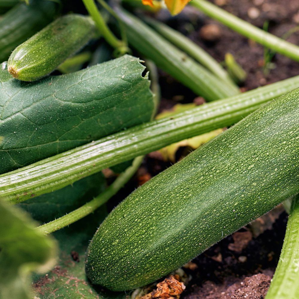 4. Healthy plants are better able to resist pests.jpg