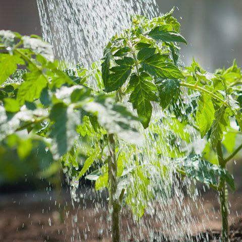 5. Rotate your crops.jpg