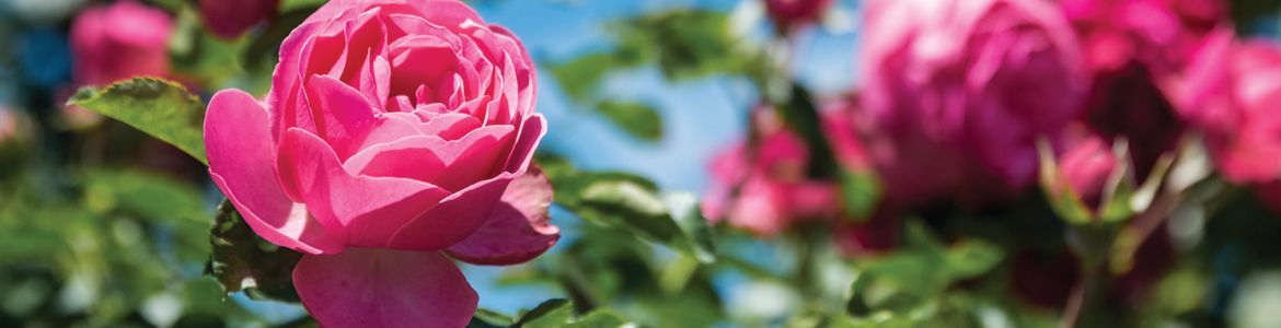 How to Prune Roses.jpg