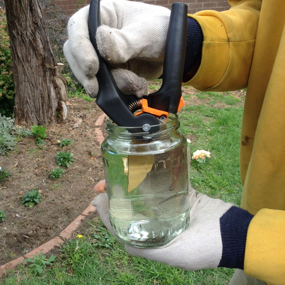 1. Dip secateurs at end.JPG