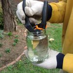 1. Dip secateurs at end.JPG