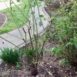 2. Assess the plant.JPG