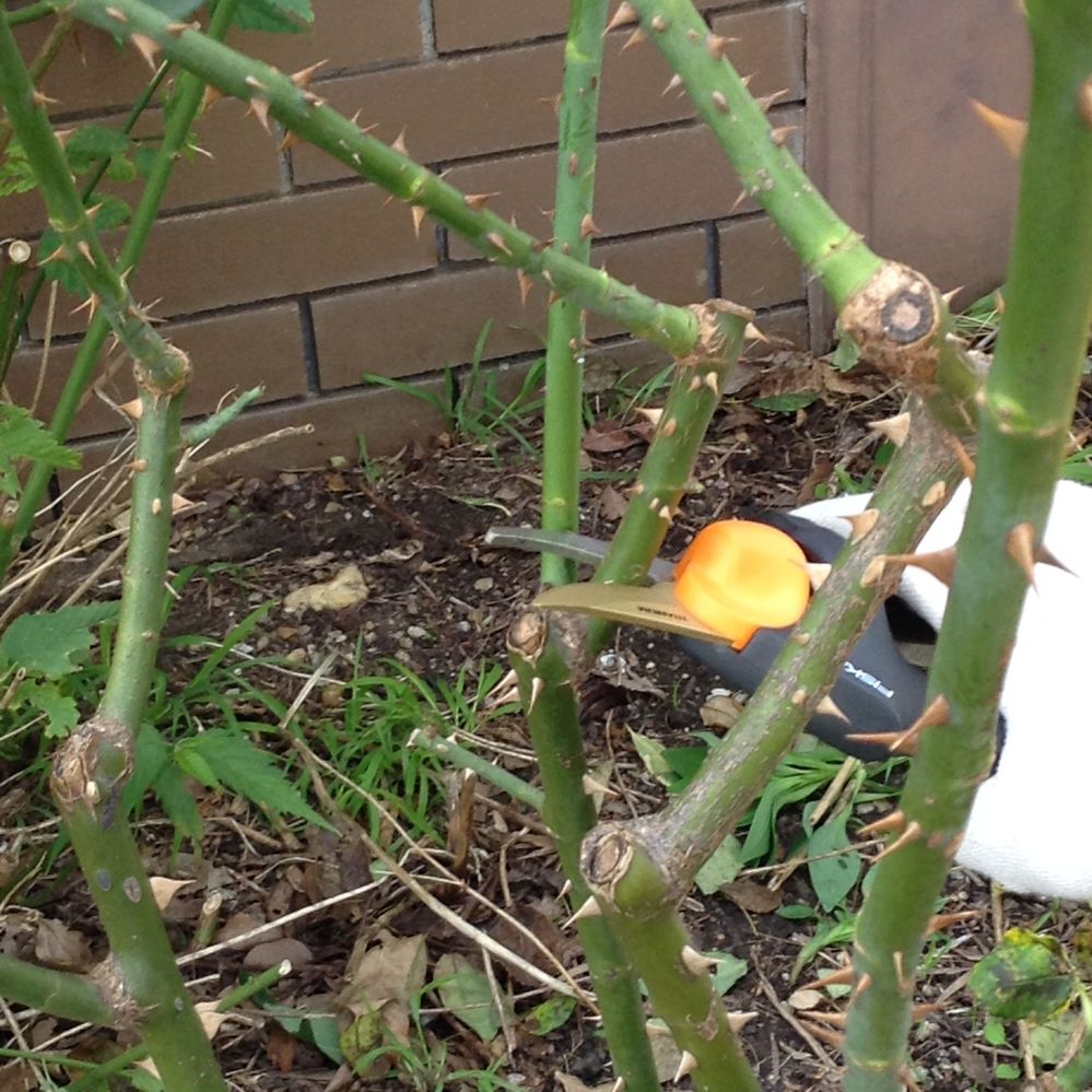 3.2 Remove branches that are congesting the centre.JPG