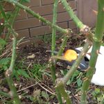 3.2 Remove branches that are congesting the centre.JPG