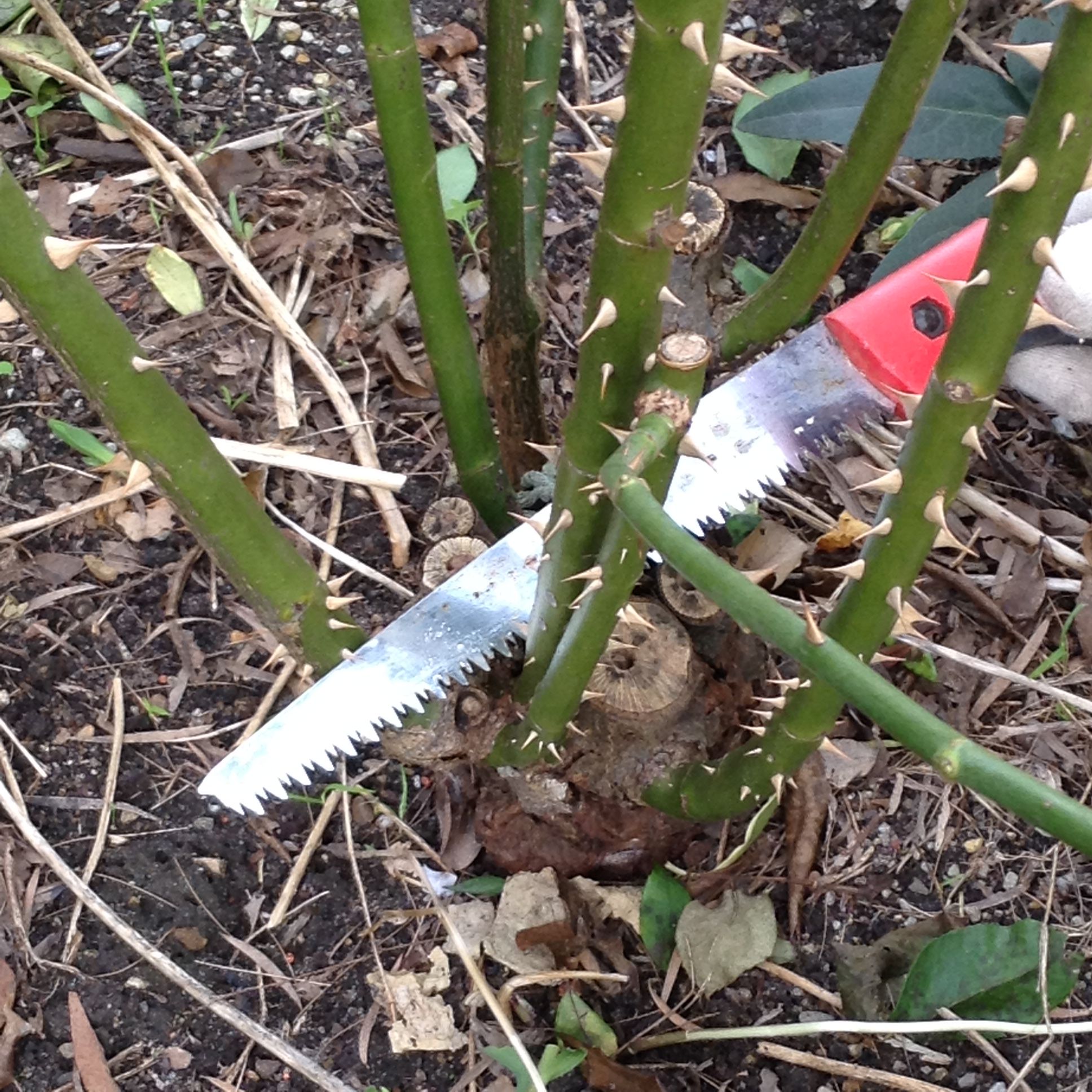 How to prune roses Bunnings community