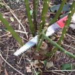 3.1 Start with old branches.JPG