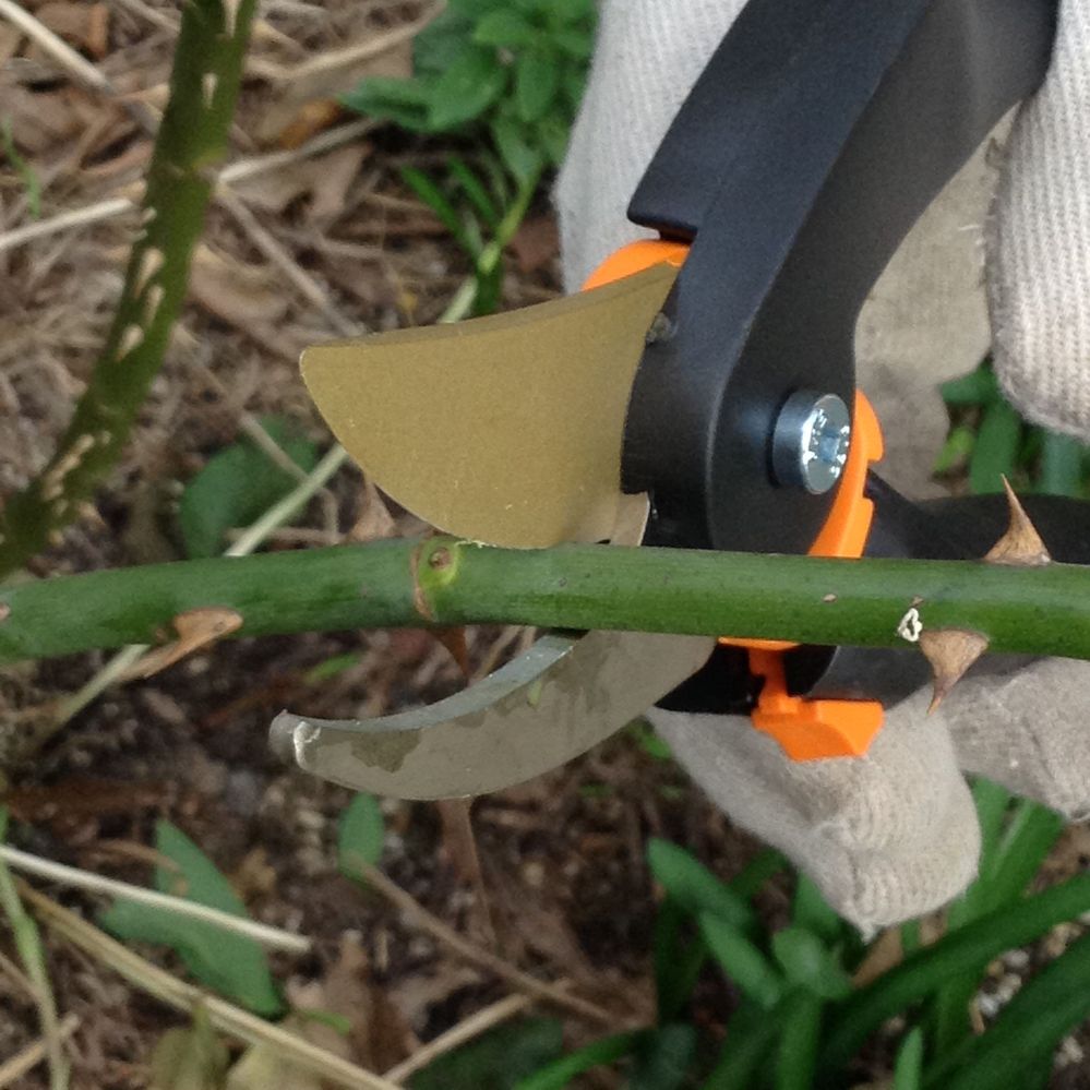 4. Cut above the bud or node.JPG