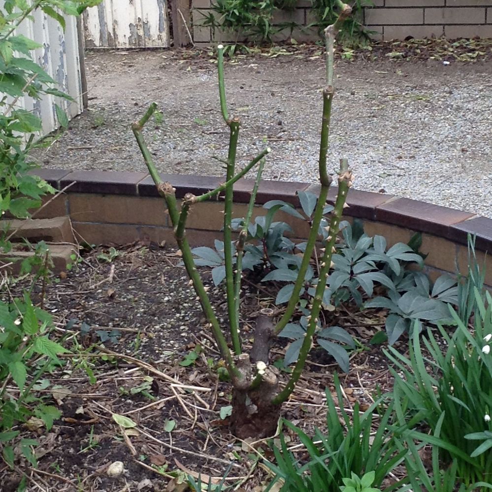 5. Look critically at the bush as a whole.JPG