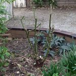 5. Look critically at the bush as a whole.JPG