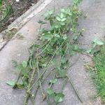 6. Dipose of prunings in household rubbish.JPG