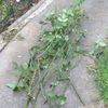 6. Dipose of prunings in household rubbish.JPG