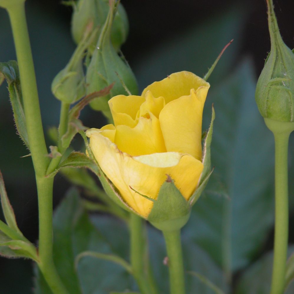 7. Encourage growth by removing dead flowers.jpg