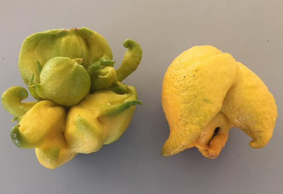 Mutant lemons.png