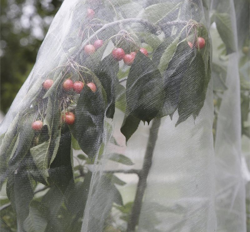 4.1 Netting can help prevent pest damage.jpg