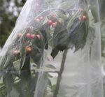 4.1 Netting can help prevent pest damage.jpg