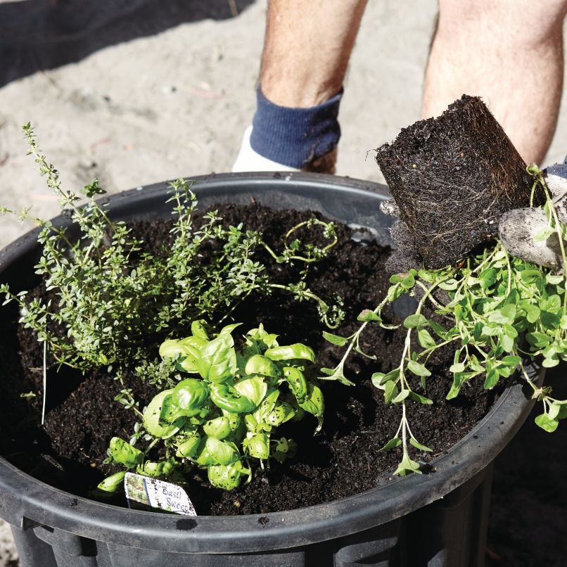 3.1 Sow seeds or plant seedlings.jpg