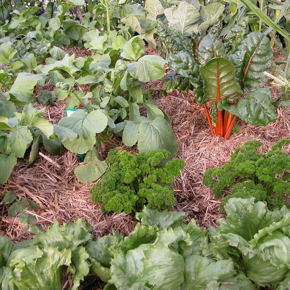 5.2 Keep modifying your growing program.jpg