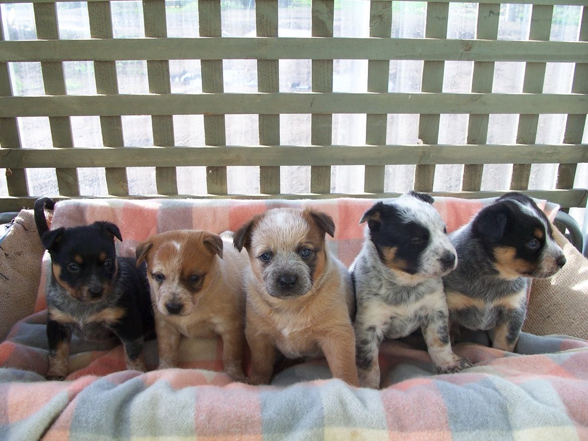 Pixie, Cesse, Kira, Obe & Saali 3 Weeks.JPG