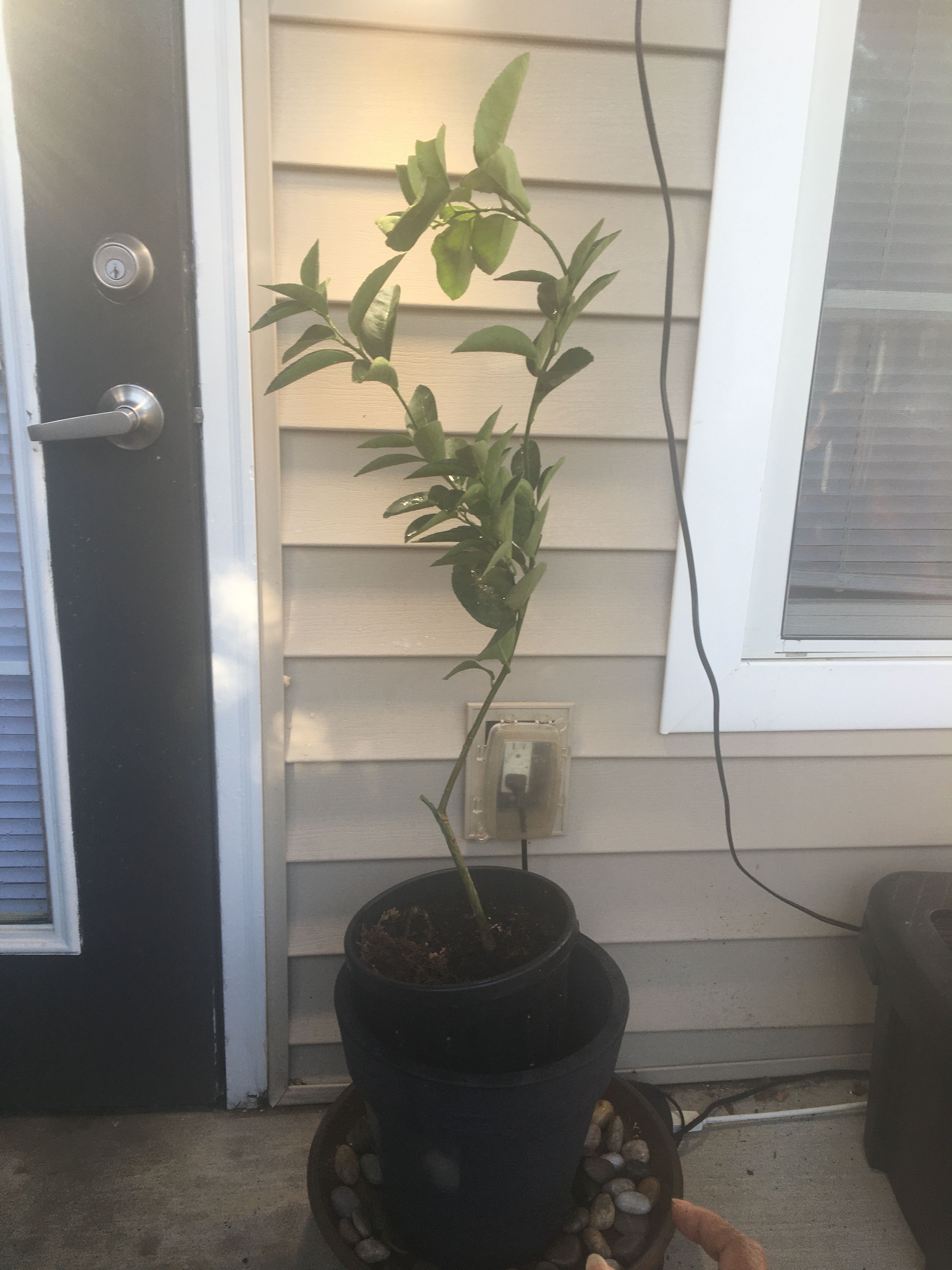 Lime tree in container leaf curling? Bunnings community